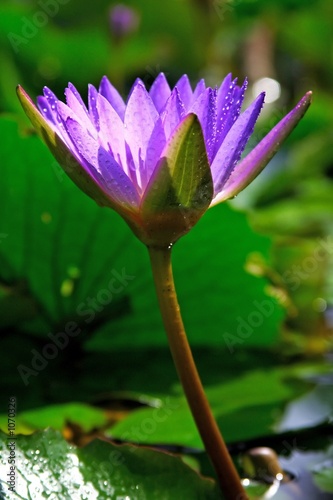 waterlily