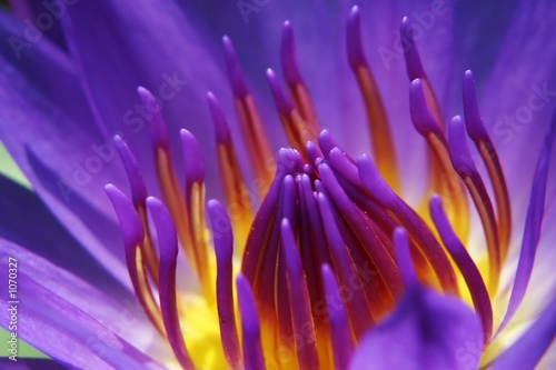 waterlily
