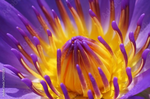 purple waterlily