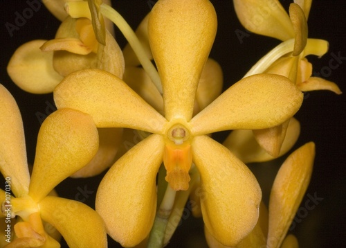 yellow orchid