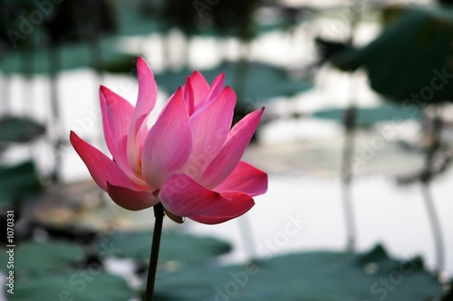 pink waterlily
