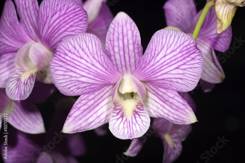 stripe purple orchid