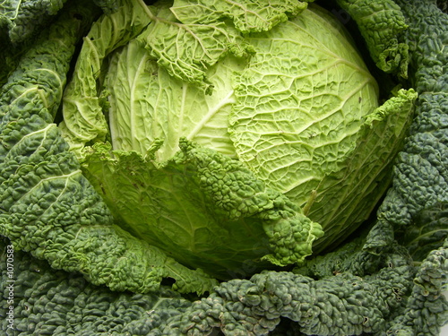 cabbage