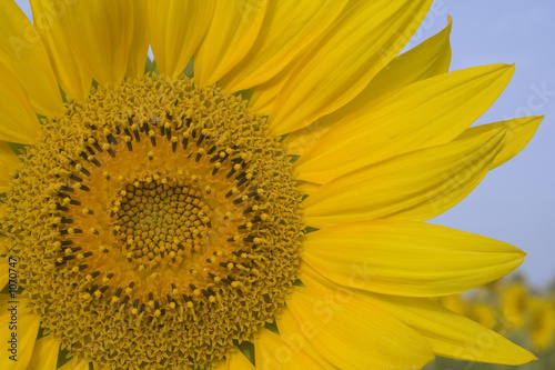 sonnenblume