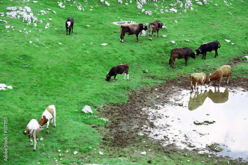 bull herd fight