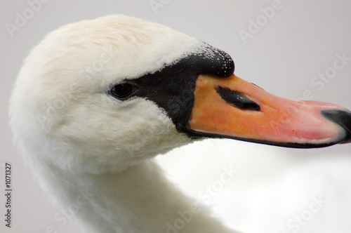 schwan