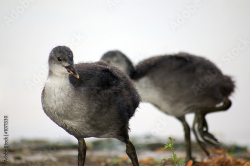 wasservogel