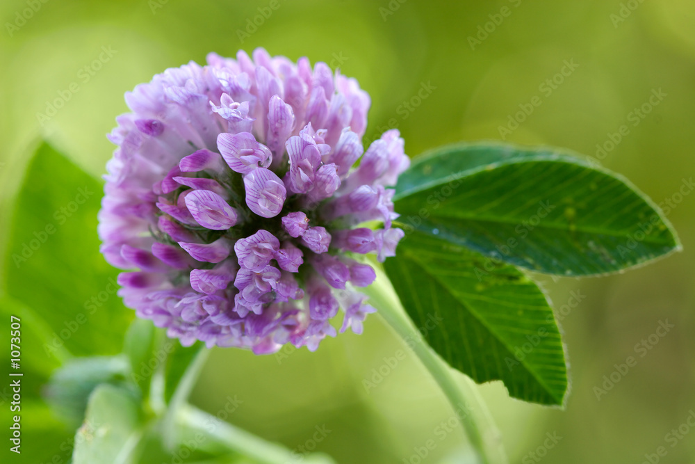 floral background-clover floral background-clover