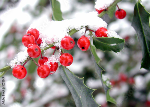 winter holly photo