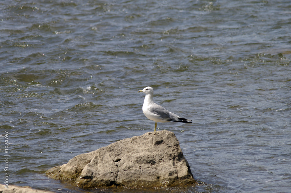 seagull on rock seagull on rock