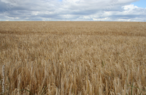 field of long dry grass