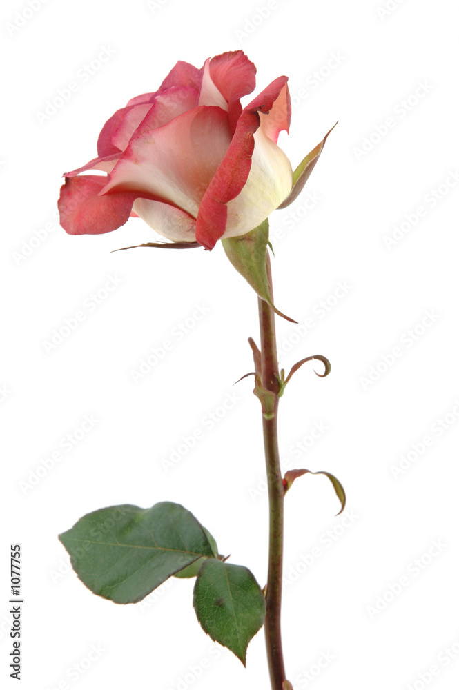 Obraz premium chocolate red rose