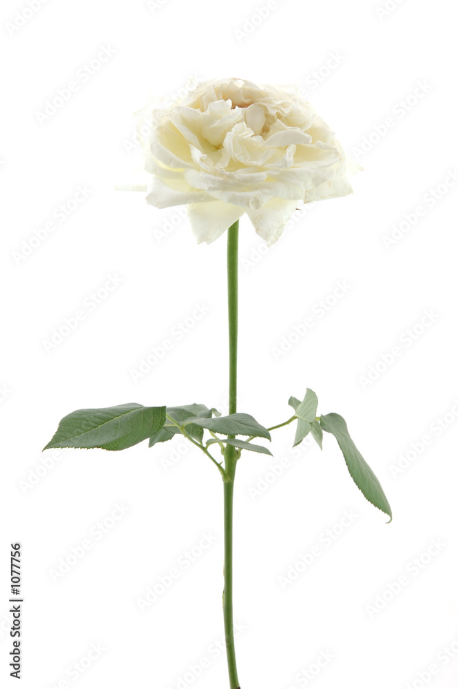 Obraz premium white rose