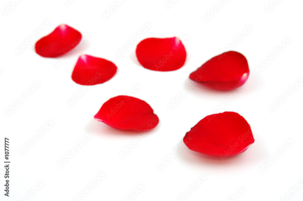 red rose petals red rose petals