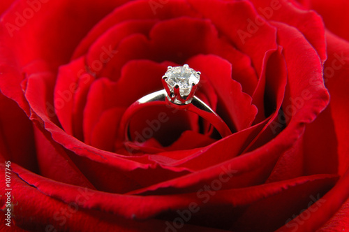 engagement ring in red rose #1077745