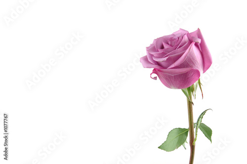 purple rose with copy space