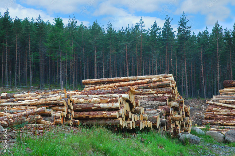 woodpile in scottish forest