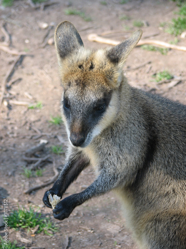 swamp wallaby