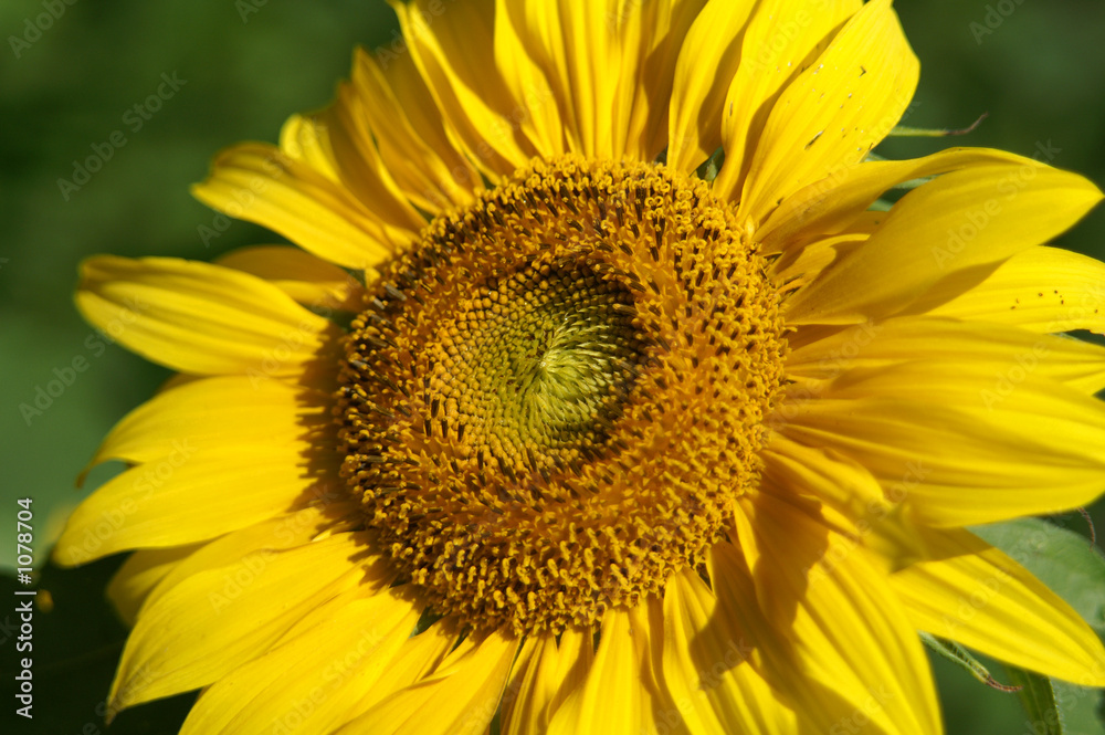 sunflower sunflower
