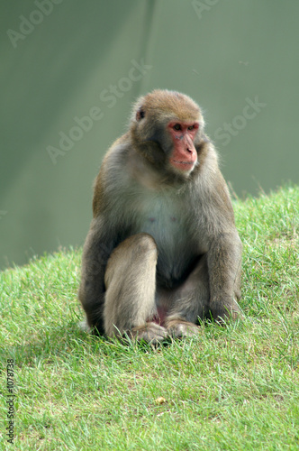 lone monkey © Gareth Leung