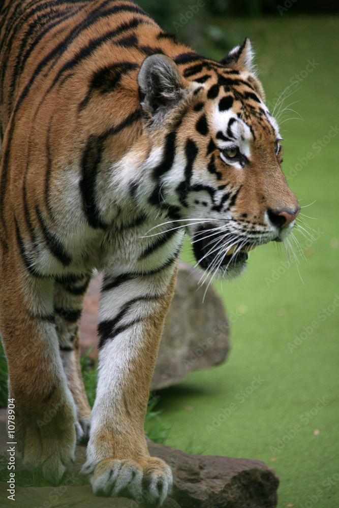 Obraz premium amurtiger