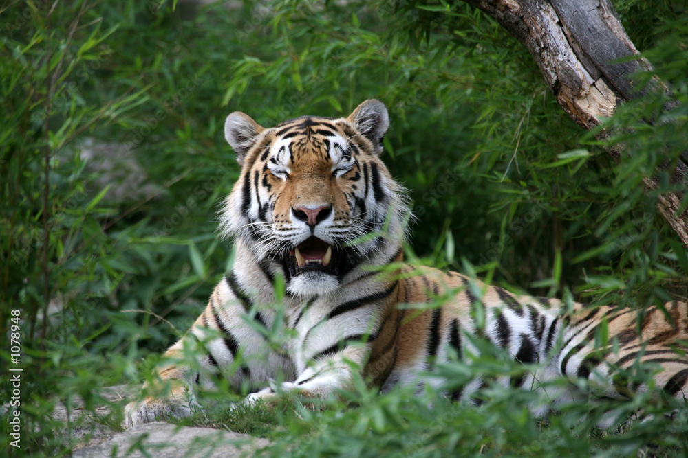 Obraz premium amurtiger