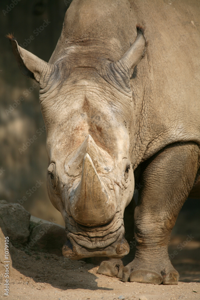 Fototapeta premium breitmaulnashorn