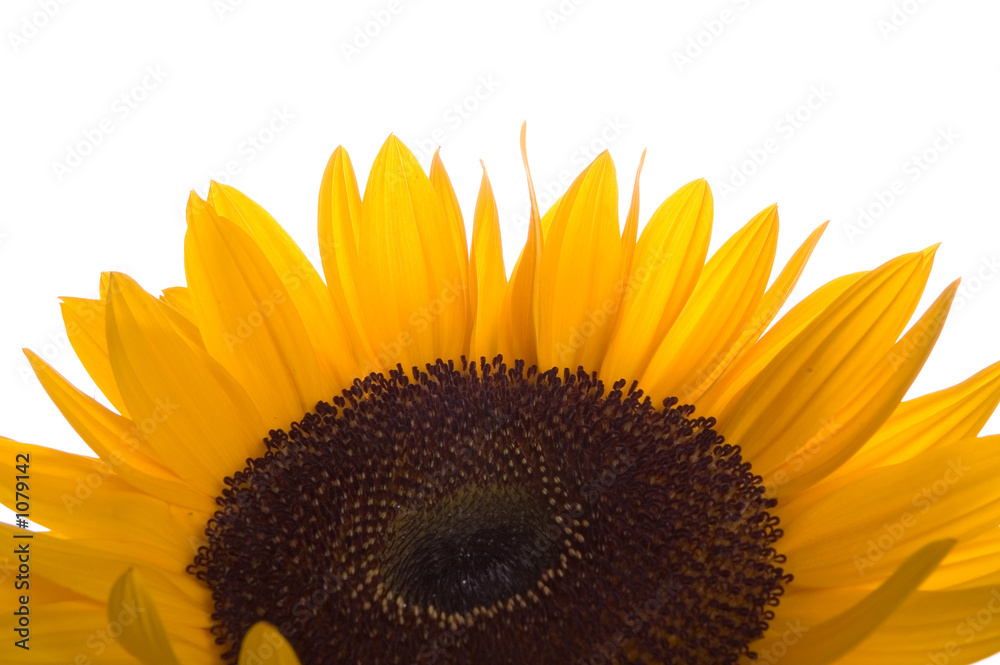Naklejka premium sunflower