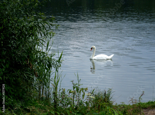 wasservogel schwan photo