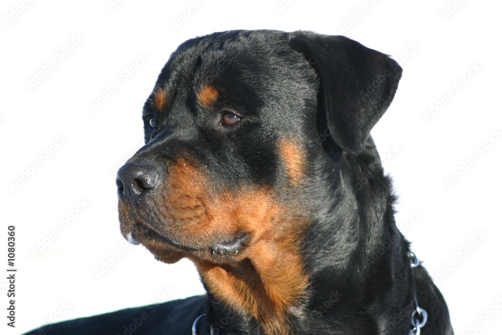 portrait rottweiler