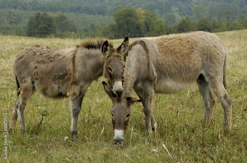 donkeys