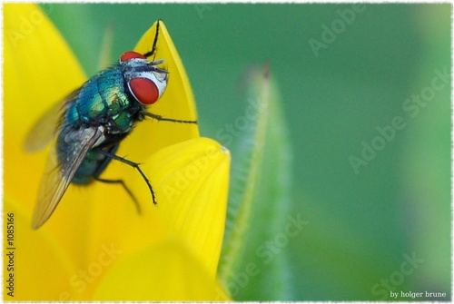 fly away