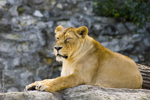 female lion