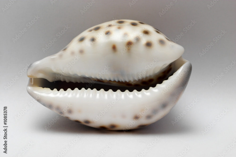 sea shell