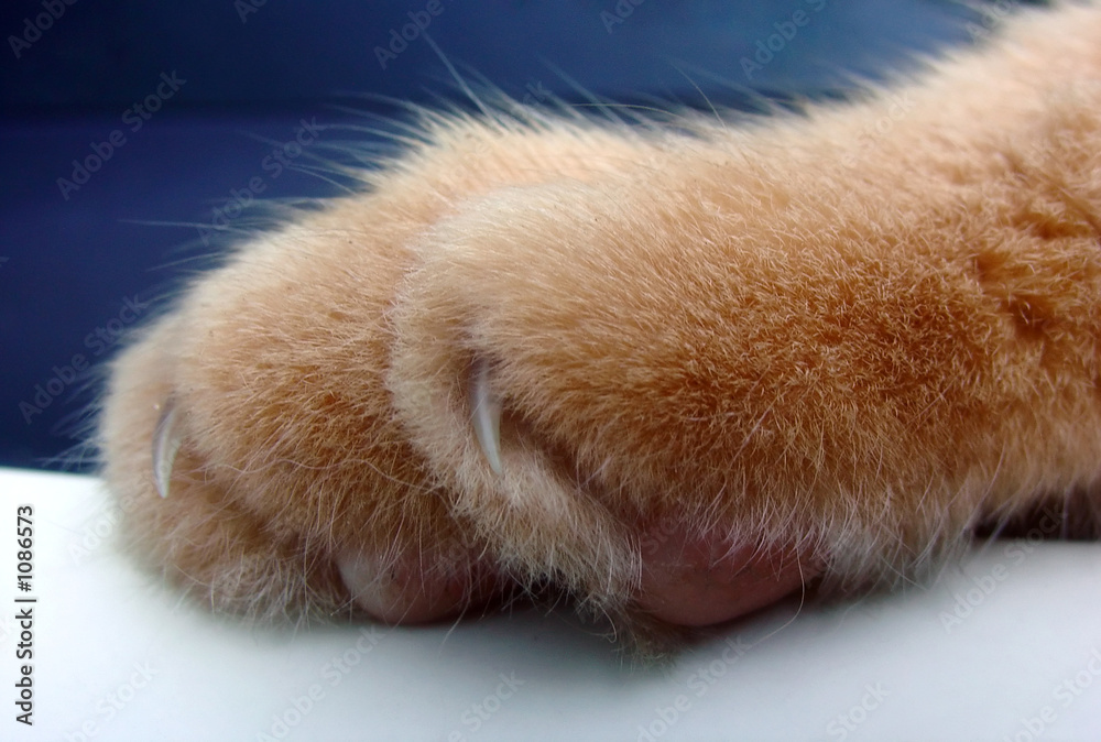 cats paw