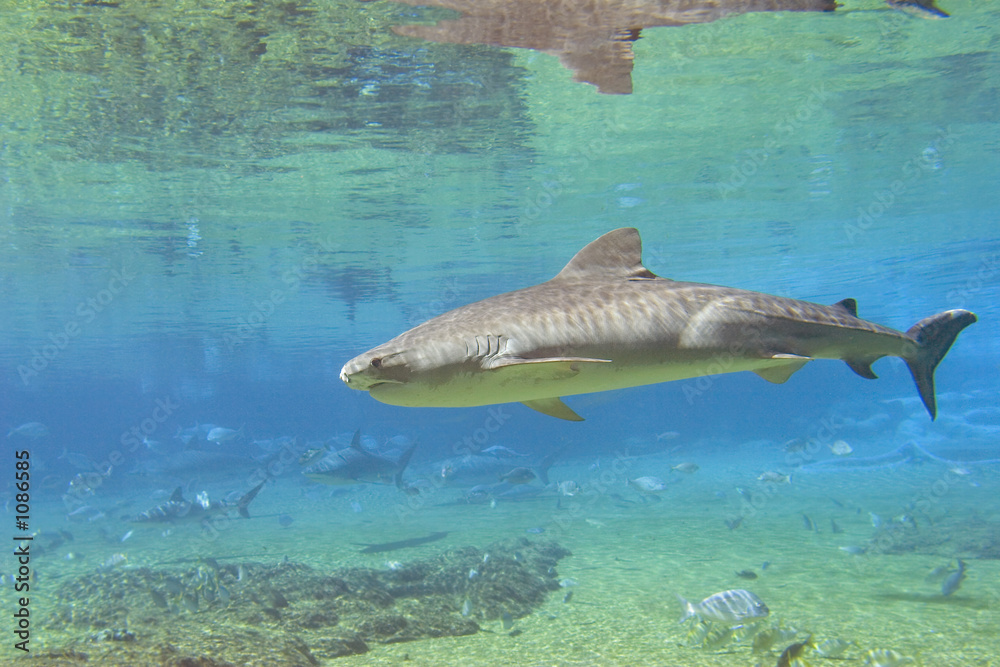 Fototapeta premium tigershark