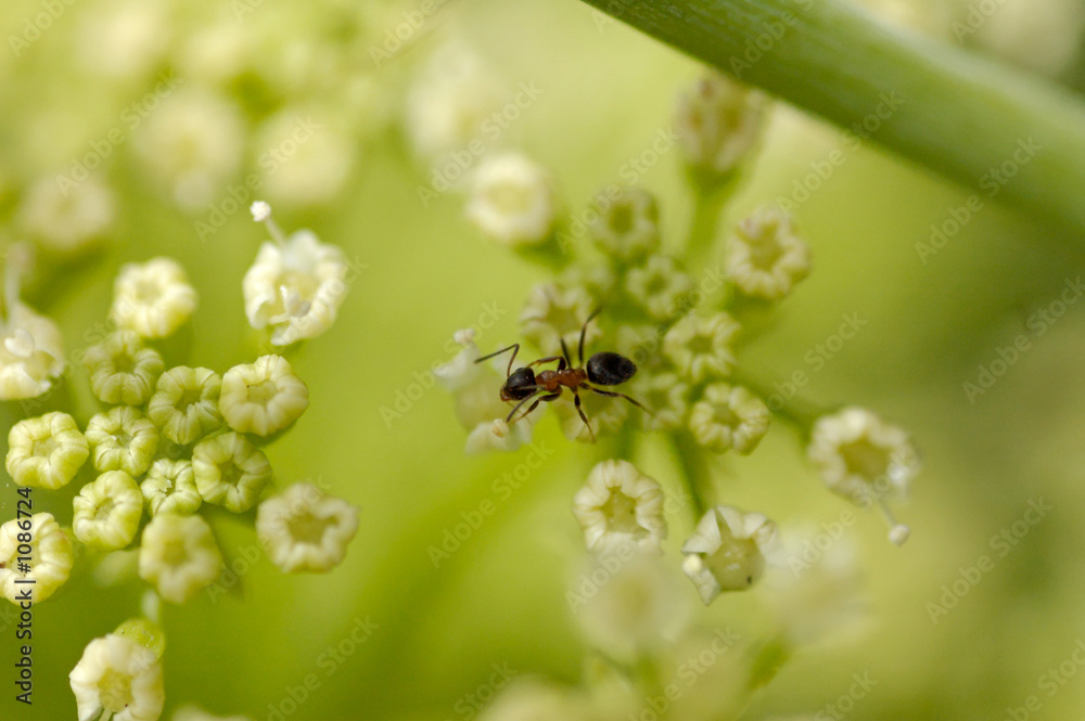 antz diner antz diner