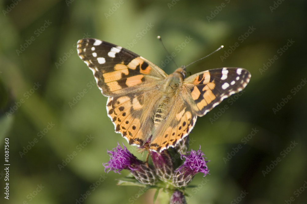 Naklejka premium papillon