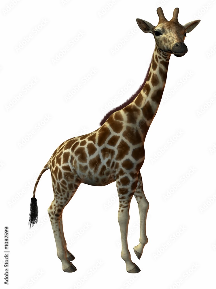 Naklejka premium giraffe