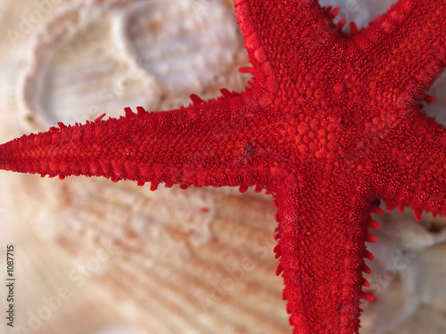 star seashell