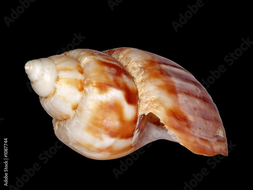 sea shell two