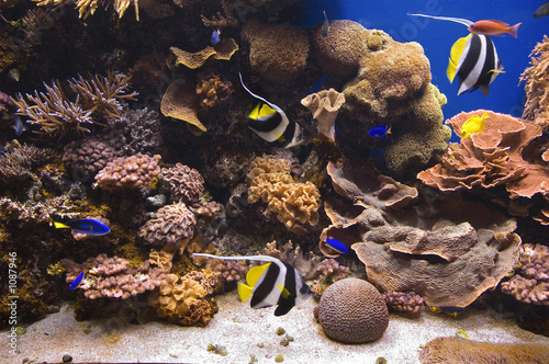 tropical fish