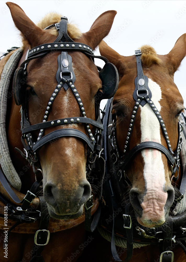 Obraz premium two horses' heads