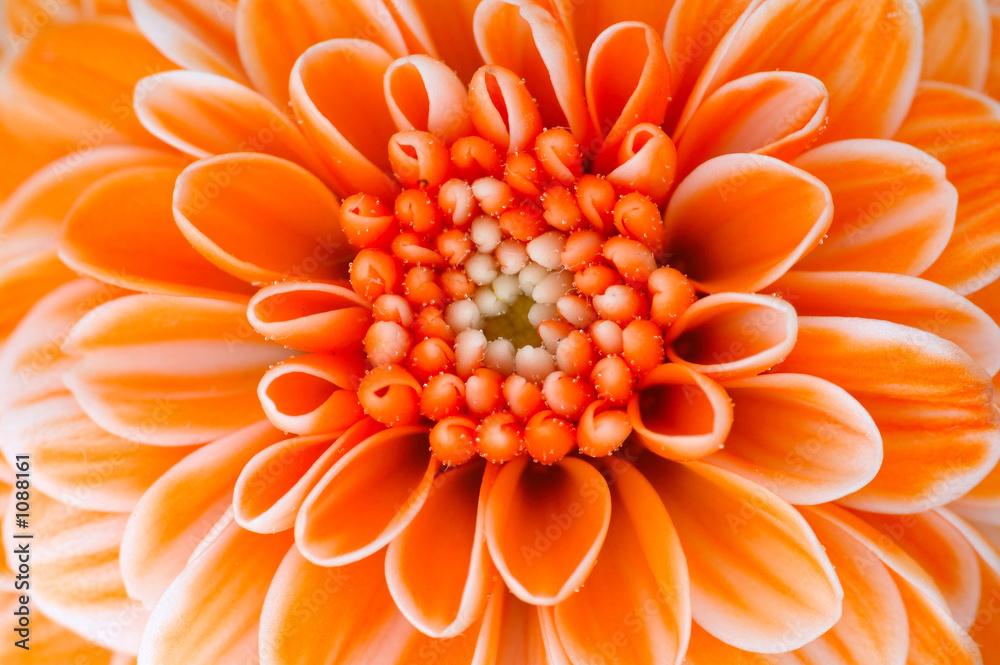 orange flower orange flower