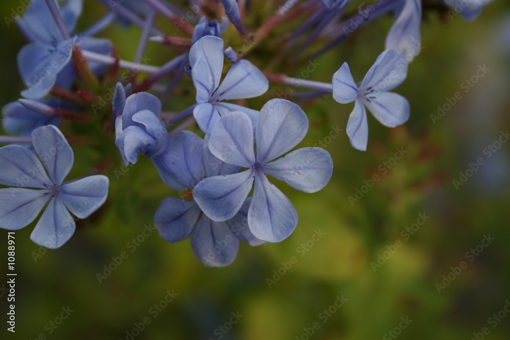 blue flower