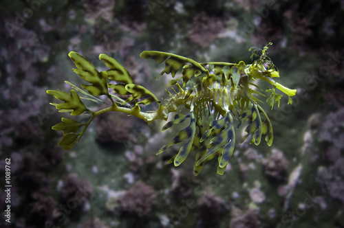 leafy sea dragon