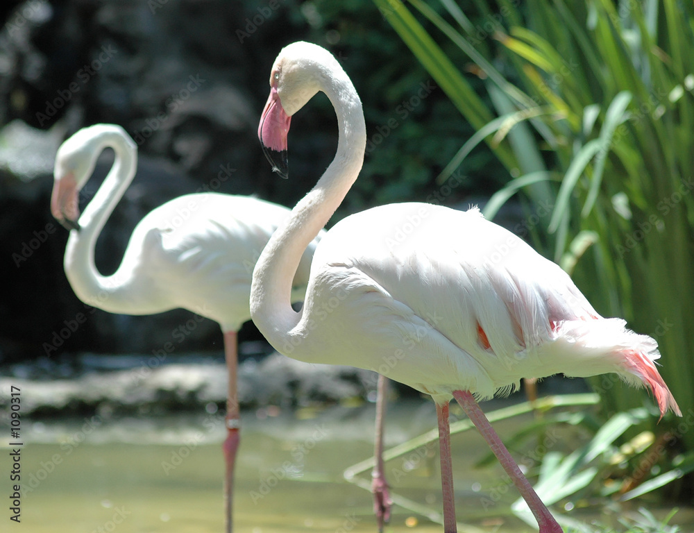 two young flamingoes