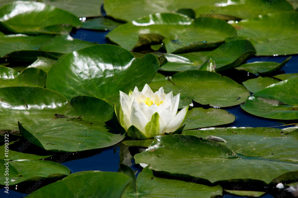 water lily