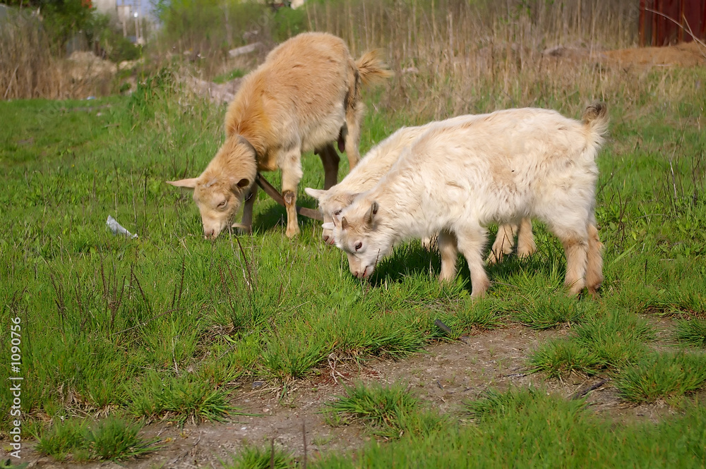 Fototapeta premium goats eating