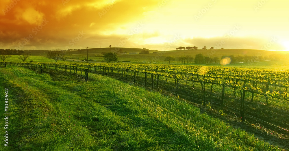 sunrise over the vineyard